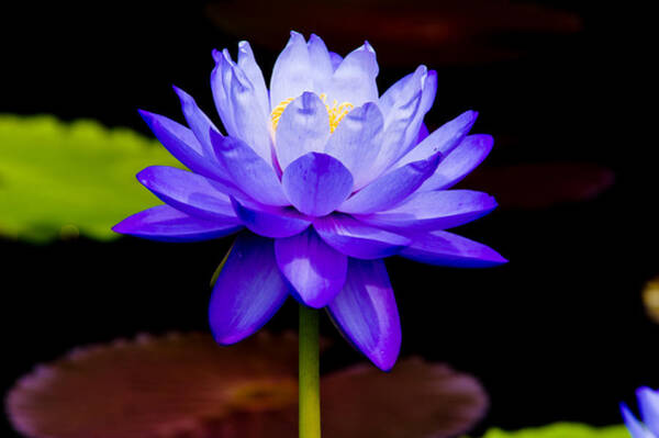  Photograph - Blue Water Lily by Louis Dallara