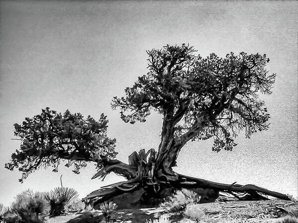  Photograph - Western Bristlecone Pine Tree by Louis Dallara
