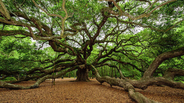  Photograph - The Whole Angel Oak Tree by Louis Dallara