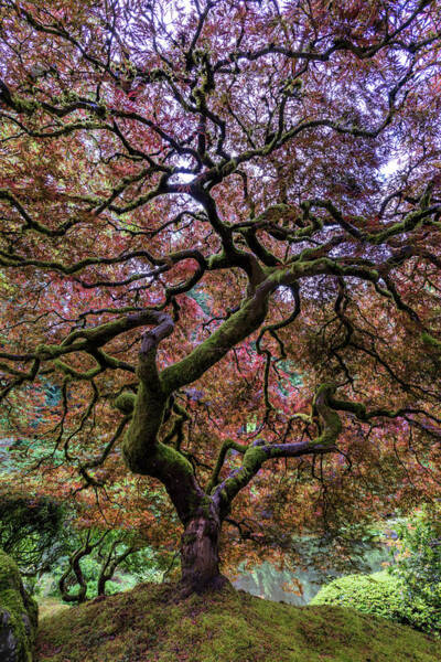 Japanese Maple Tree #1 Art Print