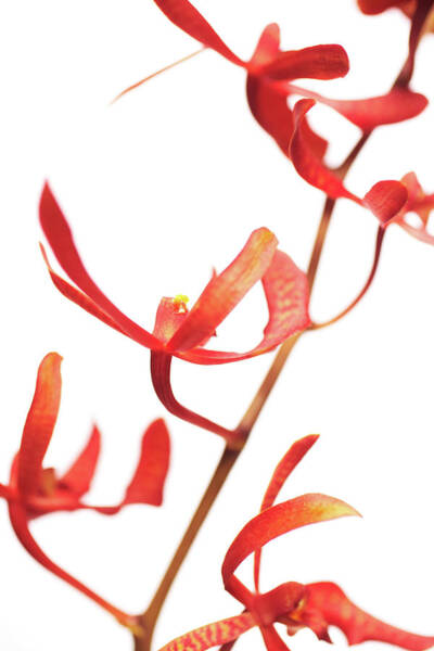 Wall Art - Photograph - Beautiful Red Orchids Isolated On White by Gspictures