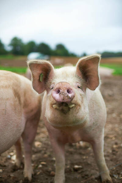 Wall Art - Photograph - Close Up Of Pigs Snout by Peter Muller