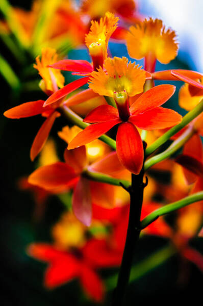  Photograph - Costa Rica Orchids by Louis Dallara