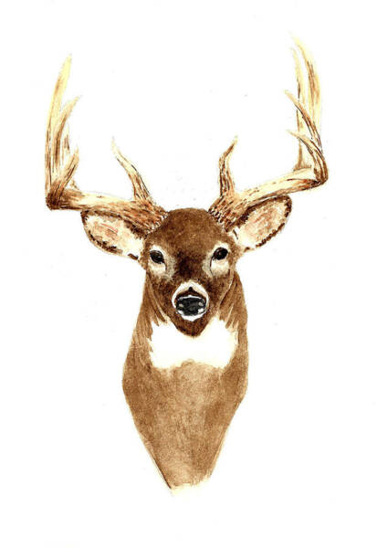 Wall Art - Painting - Deer - Front View by Michael Vigliotti