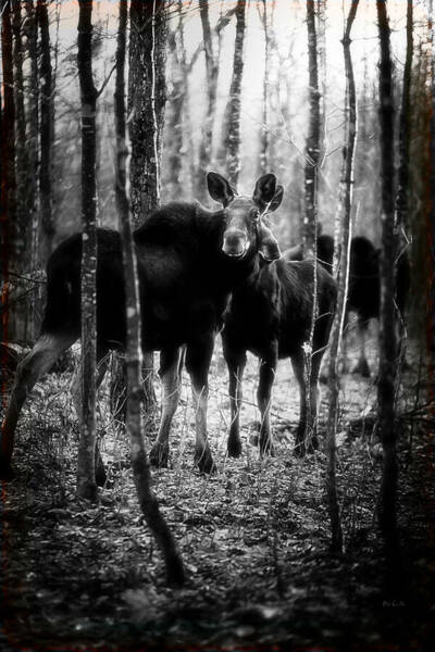 Gathering Of Moose Art Print