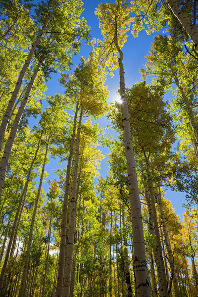 Quaking Aspen (populus Tremuloides) In Autumn Art Print