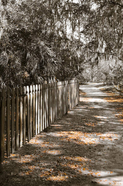 Path Along The Fence Art Print