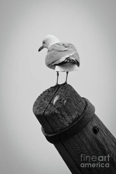 Seagull Rest Stop Art Print