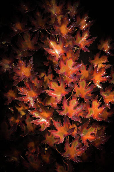  Photograph - Red Maple Leaves by Louis Dallara