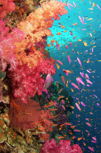 Wall Art - Photograph - Different Types Of Fishes At The Bottom by Apsimo1