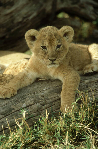 Wall Art - Photograph - Lion Panthera Leo  6 Week Old Cub by Adam Jones
