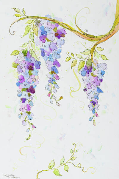 Old Mission Wisteria Drawing by John Paul Stanley - Pixels