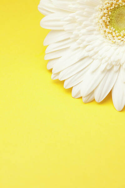 Wall Art - Photograph - White Gerbera Daisy With Yellow by Jill Fromer