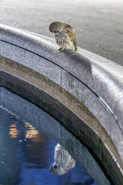 Barry The Central Park Barred Owl With Her Reflection - Frame 3/3 Art Print