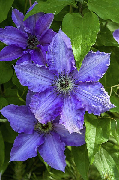  Photograph - Purple Clematis Flower Photograph #1 by Louis Dallara