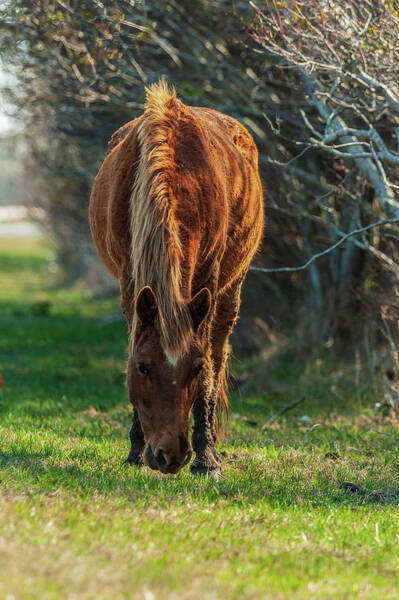  Photograph - Assateague Pony by Louis Dallara