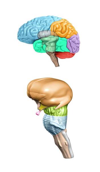 Brain Structures And Regions Art Print