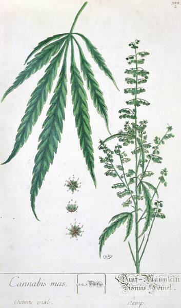 Botanical Study of Cannabis Plant Painting