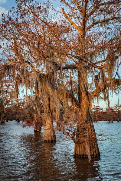  Photograph - Line of Bald Cypress Trees by Tim Stanley