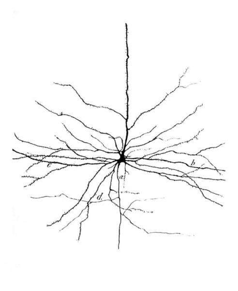 Pyramidal Cell In Cerebral Cortex, Cajal #1 Art Print