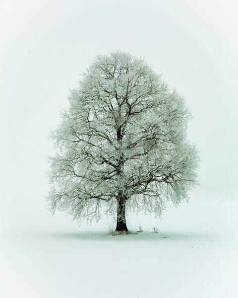 Wall Art - Photograph - Nimloth by Heinz Hieke