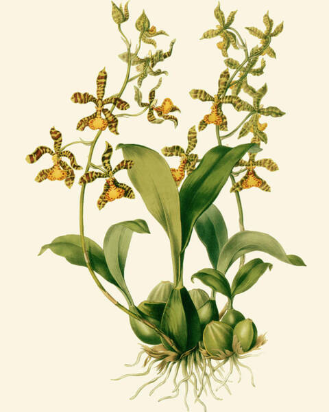 Wall Art - Painting - Orchid Array II #2 by Drake