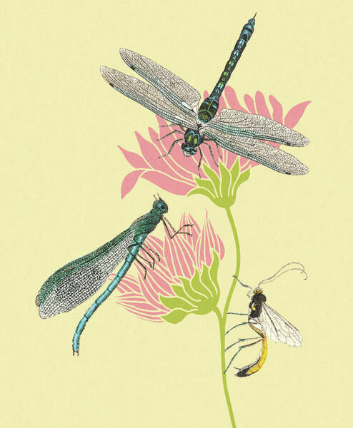 Dragonfly Wings Drawings - Fine Art America