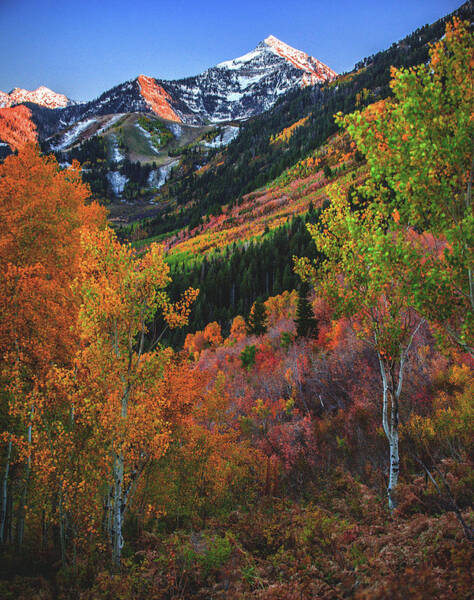 Fall Colors On Alpine Loop Near Mt. Timpanogos - Vertical Art Print