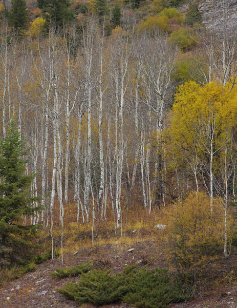 Wall Art - Photograph - Aspens In Fall by Ron Crabtree