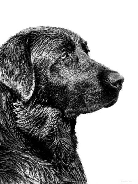 Dog art wildlife art realism Dog print Hunting dog sporting art Black Lab open edition fine art print giclee print
