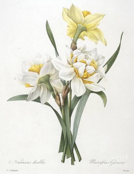 Double Daffodil Art Print