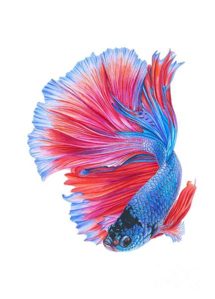 How to Draw Betta Fish | Drawing and Coloring Art Tutorial - YouTube
