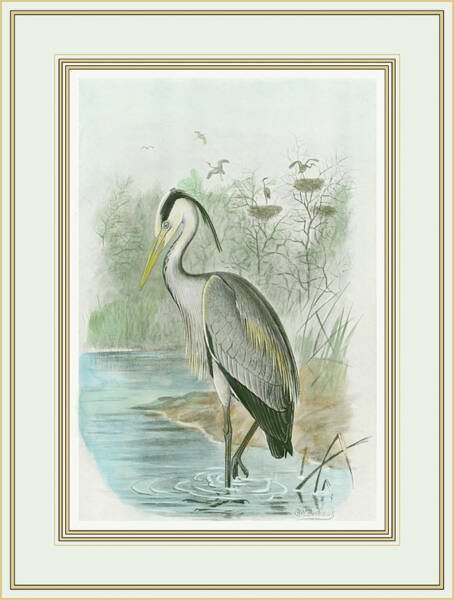 Wall Art - Painting - Common Heron #1 by F.w. Frohawk