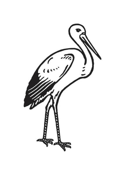 White stork illustration, drawing, engraving, ink, line art, vector Stock  Vector by ©legeida 186467254
