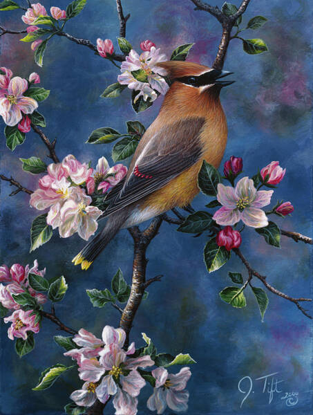 Original Acrylic Painting, Waxwing ,winter Bird, Modern Airbrush