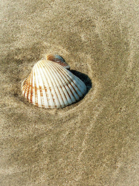  Photograph - Sea Shell by Louis Dallara