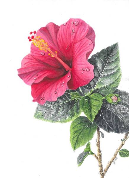  Painting - Red Hibiscus by Swati Singh