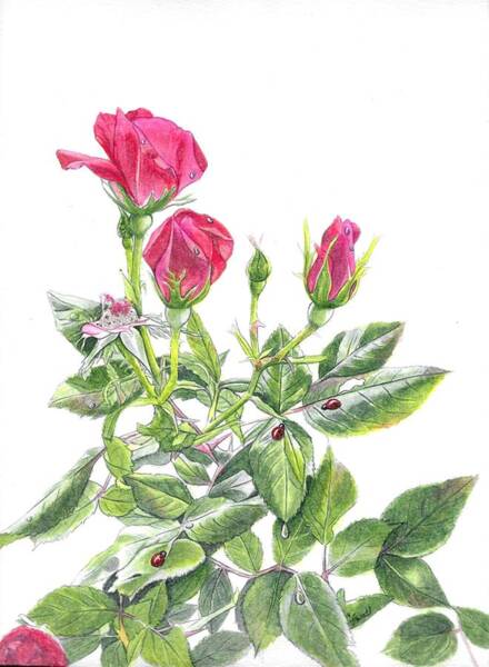  Painting - Roses in the garden 2 by Swati Singh