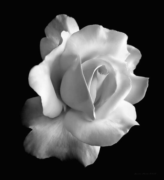 Porcelain Rose Flower Black And White Art Print