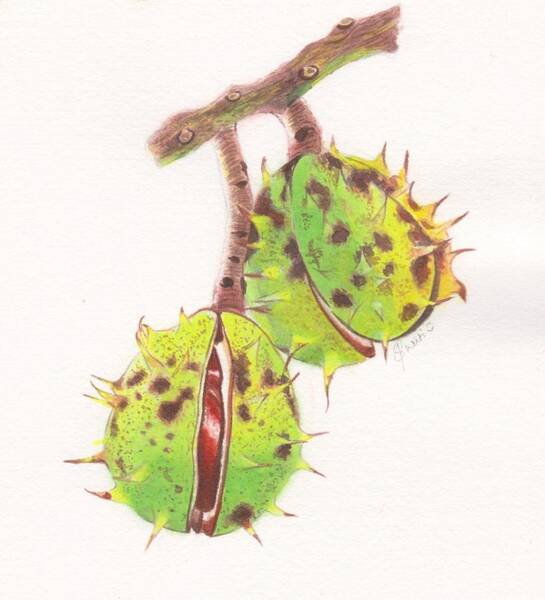  Painting - Horse Chestnuts by Swati Singh