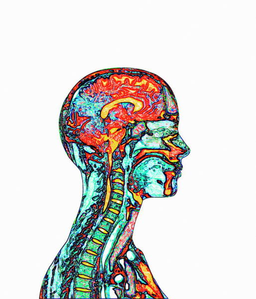Brain And Spinal Cord #4 Art Print