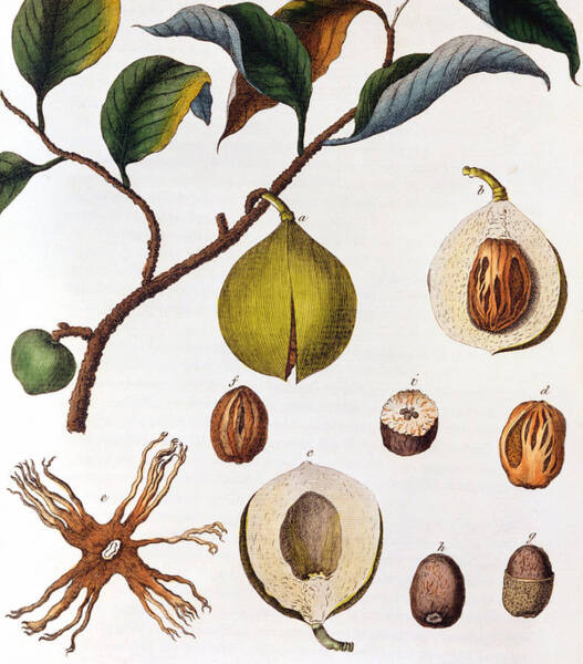 Wall Art - Painting - Nutmeg Myrsitica Fragrans by Anonymous