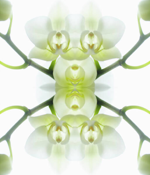 Wall Art - Photograph - White Orchid With Stems by Silvia Otte
