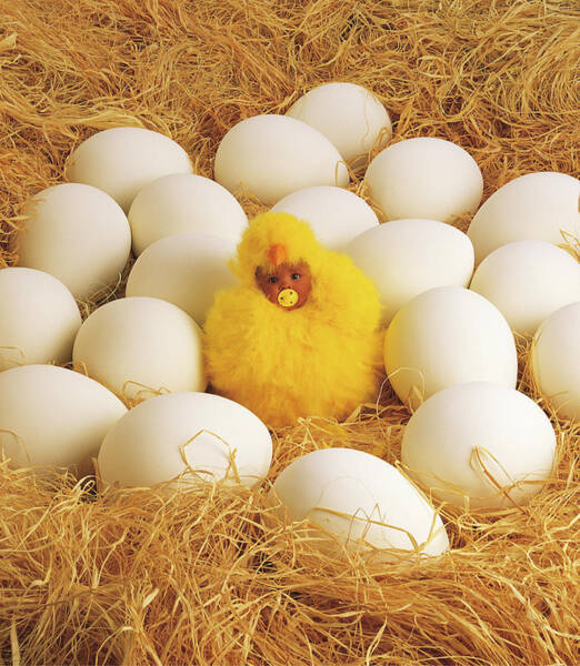 Wall Art - Photograph - Brittany as a Baby Chick by Anne Geddes