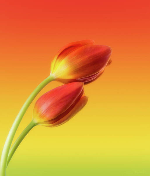 Colorful Tulips Art Print