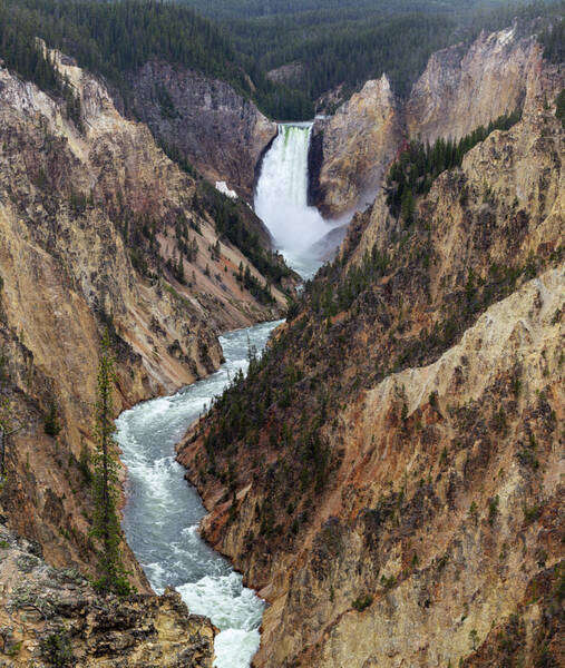  Photograph - Yellowstone Lower Falls by Tim Stanley