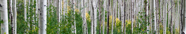 Wall Art - Photograph - Aspen Trees by Steve Gadomski