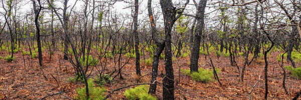  Photograph - Pygmy Pines Photograph by Louis Dallara