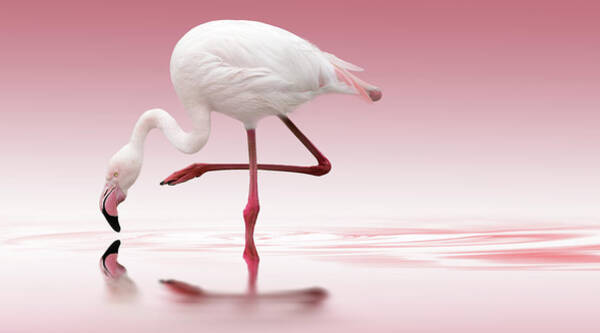 Flamingo Art Print