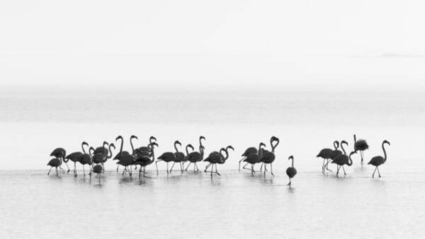 Wall Art - Photograph - Flamingos by Joan Gil Raga